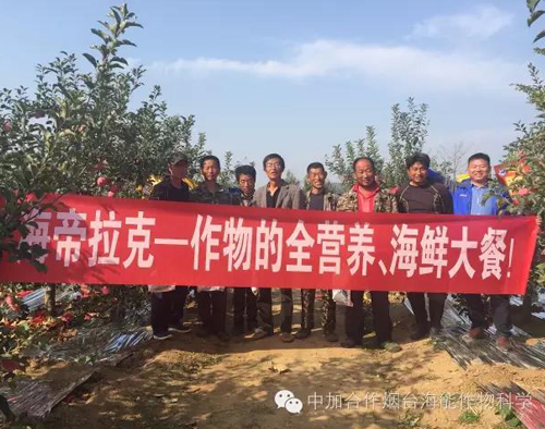蘋果樹12月管理技術要點！抓緊時間看