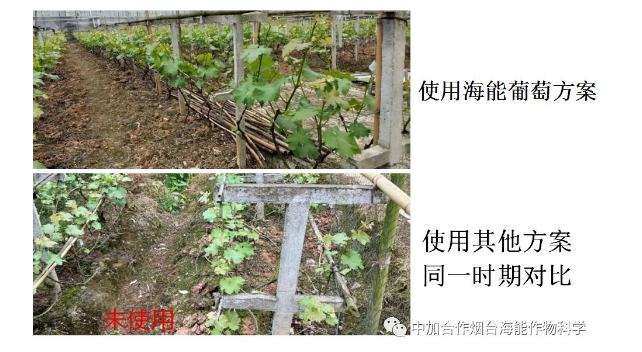 久久久久久久精品免费久精品蜜桃生物高品質葡萄全程“傻瓜式”施肥方案